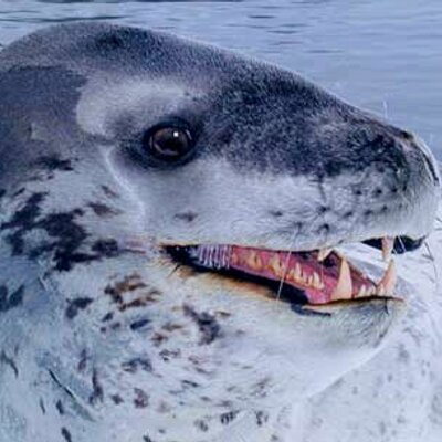 Leopard seal (@Iamaleopardseal) / Twitter Leopard seal (@Iamaleopardseal) / Twitter