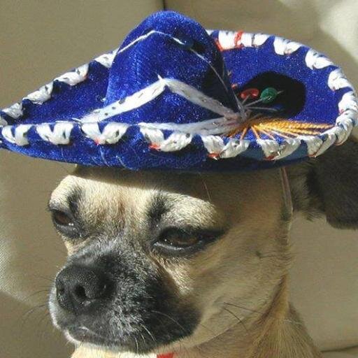 Las cucarachas entran pero no pueden salir