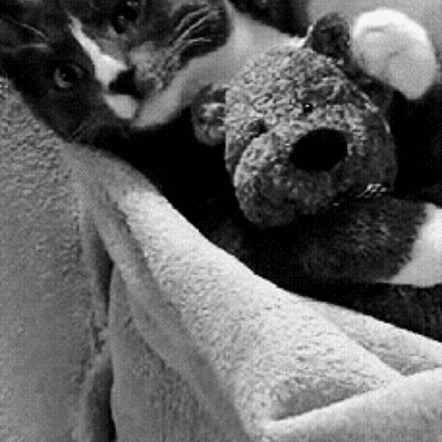Profile Picture of Steve & Renee Schulz (@Bear_n_kitten) on Twitter