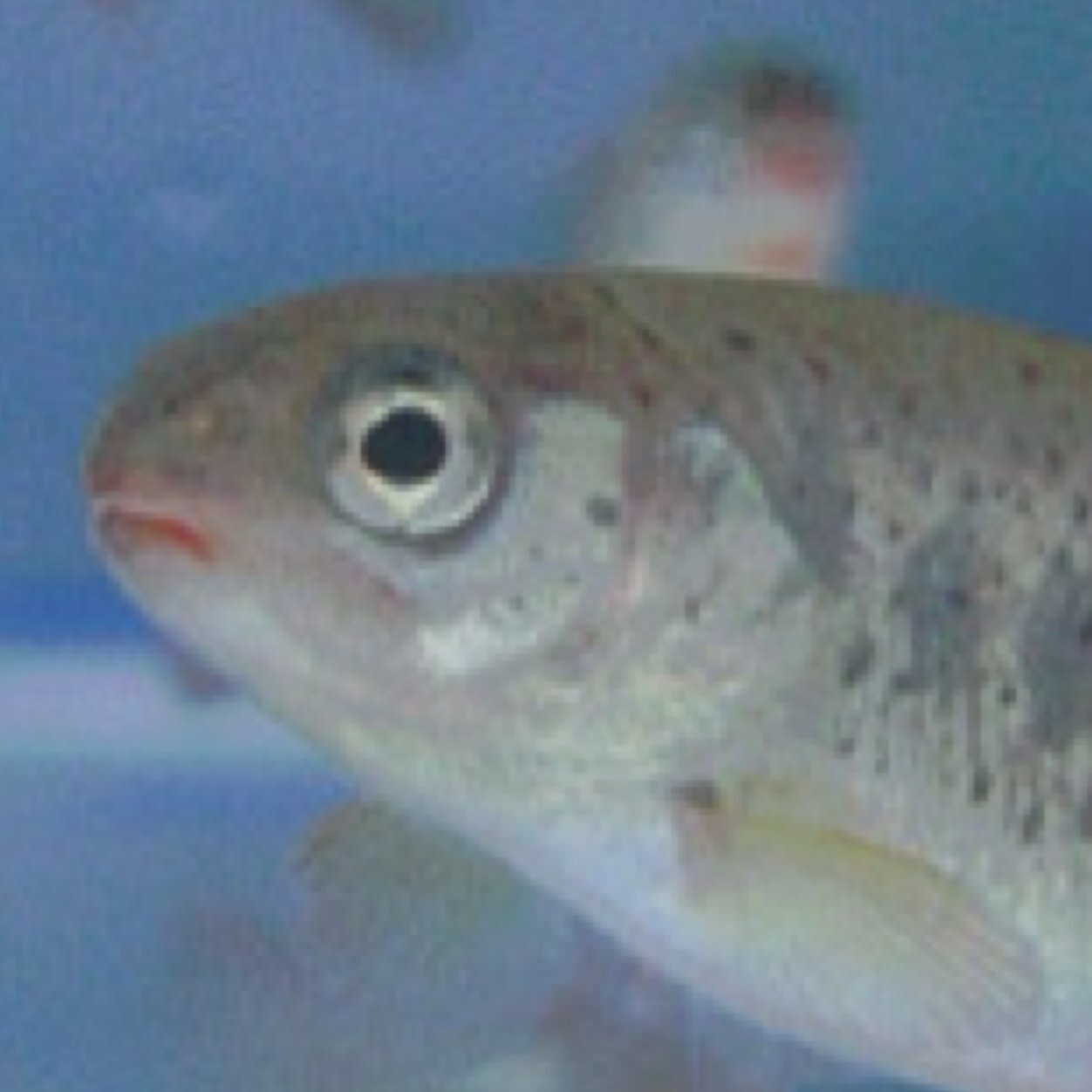 泳げない魚 .浪人界隈にひっそり生息 元浪人国