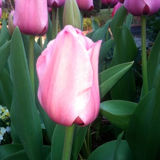 And the day came when the risk to remain tight in a bud was more painful than the risk it took to blossom. — Anais Nin