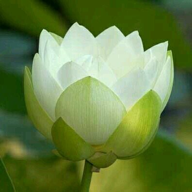 marchantia28's profile picture. cukuplah bagiku bahwa Engkau mencintaiku dan ridho kepadaku