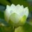 marchantia28's profile image