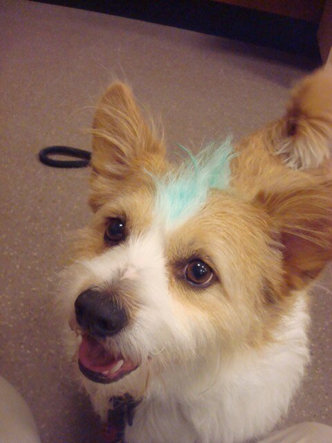 pettrainertw1's profile picture. 