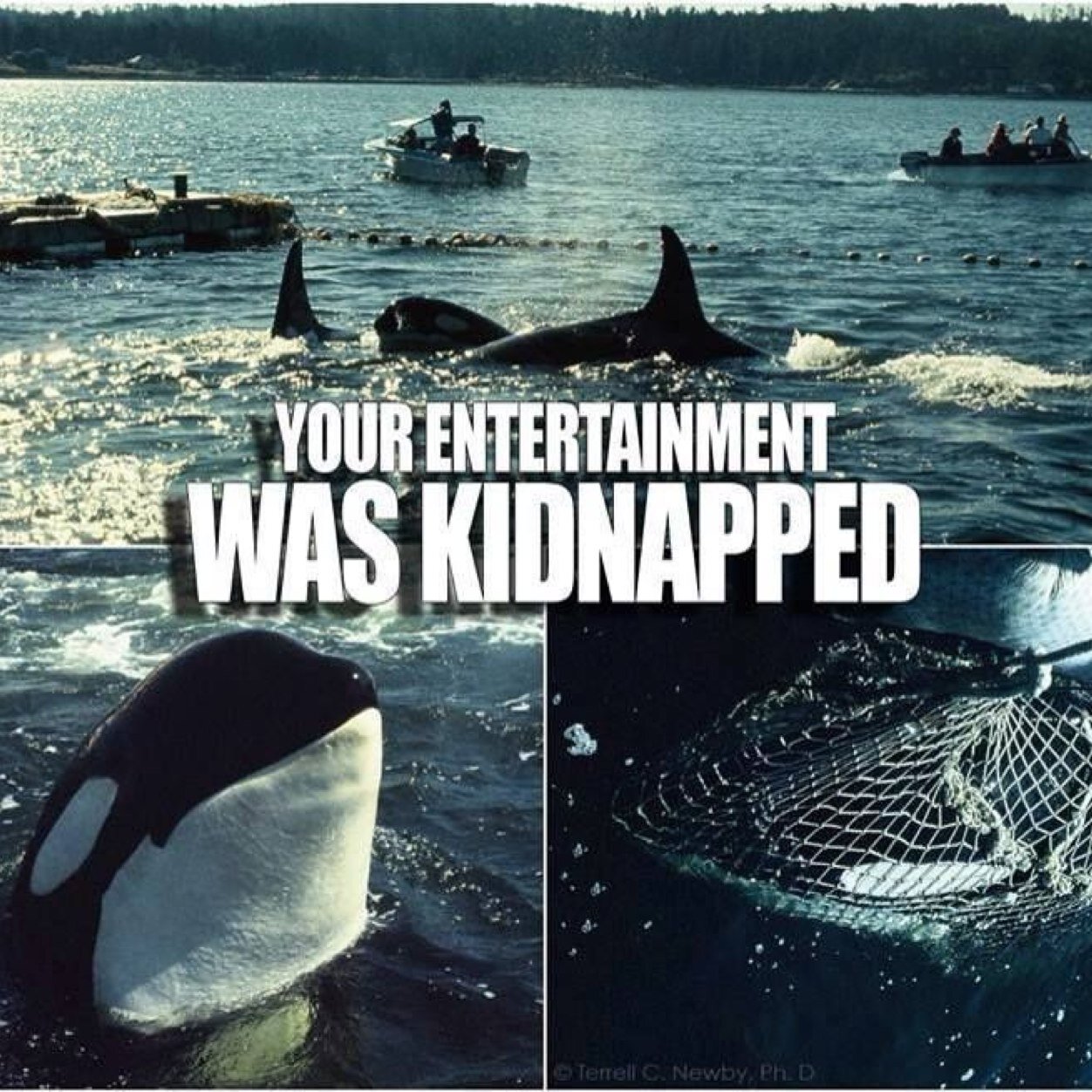 Tweets about saving captive whales and dolphin. True facts about what actually goes on at Sea World. #EmptyTheTanks