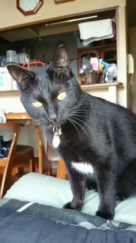 映画、特に洋画がすき。月に2～3本観てます。家には猫3匹。最近のマイブームは、動物園散歩。水族館大好き。カワウソ、シャチ、スナメリ 、マヌルネコ。