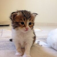 faiza abdulla (@foofofaiza) 's Twitter Profile
