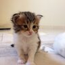 FoofoFaiza's profile picture. بسم الله الرحمن الرحيم