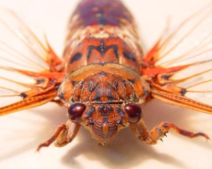 CicadaTattoo's profile picture. We are a quality tattoo shop located in the Northern end of Seattle.  Come see us about creating something nice for you.