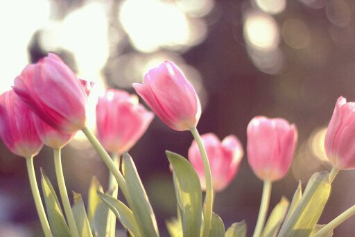 ‏‏حُلُم