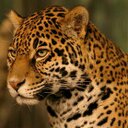 Raymundo Maldonado (@1969Mictlan) Twitter