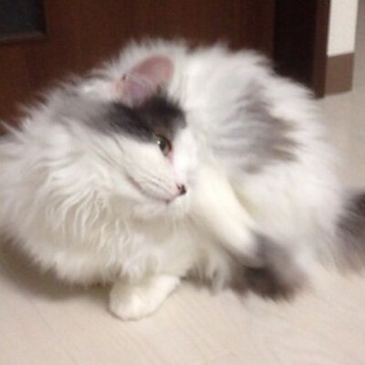 りぷちん