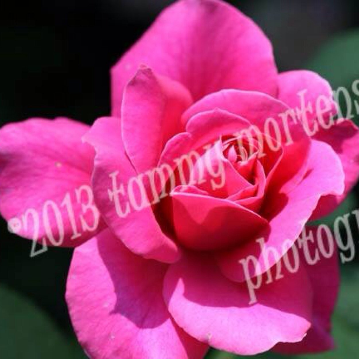 Tammy_Mortensen's profile picture. 