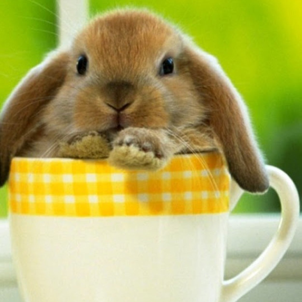 alnizak2006's profile picture. 