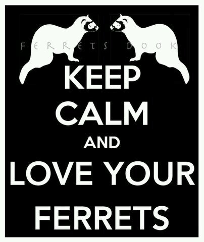 Ferret Lover