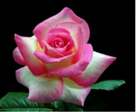 futuresoft24's profile picture. 