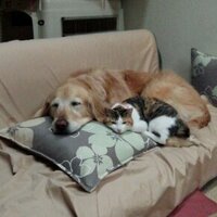 バニラ🐶もなか🐱つむぎ🐶のママ (@vanilla_monaka_) 's Twitter Profile