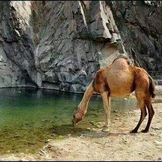 ‏فول مي فول بالك