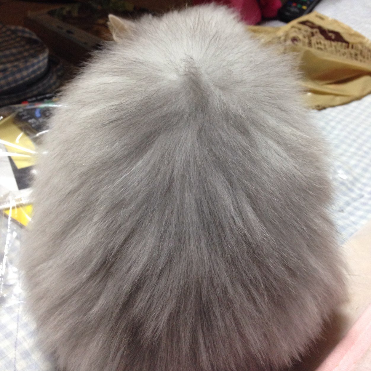 bottido's profile picture. 