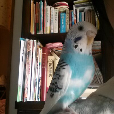 しげたん