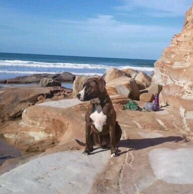 desmonica's profile picture. 