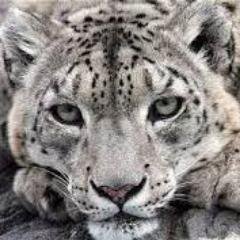 FrontierROBLOX's profile picture. 