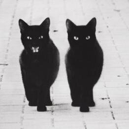 tomarazrushitel's profile picture. UI stuff