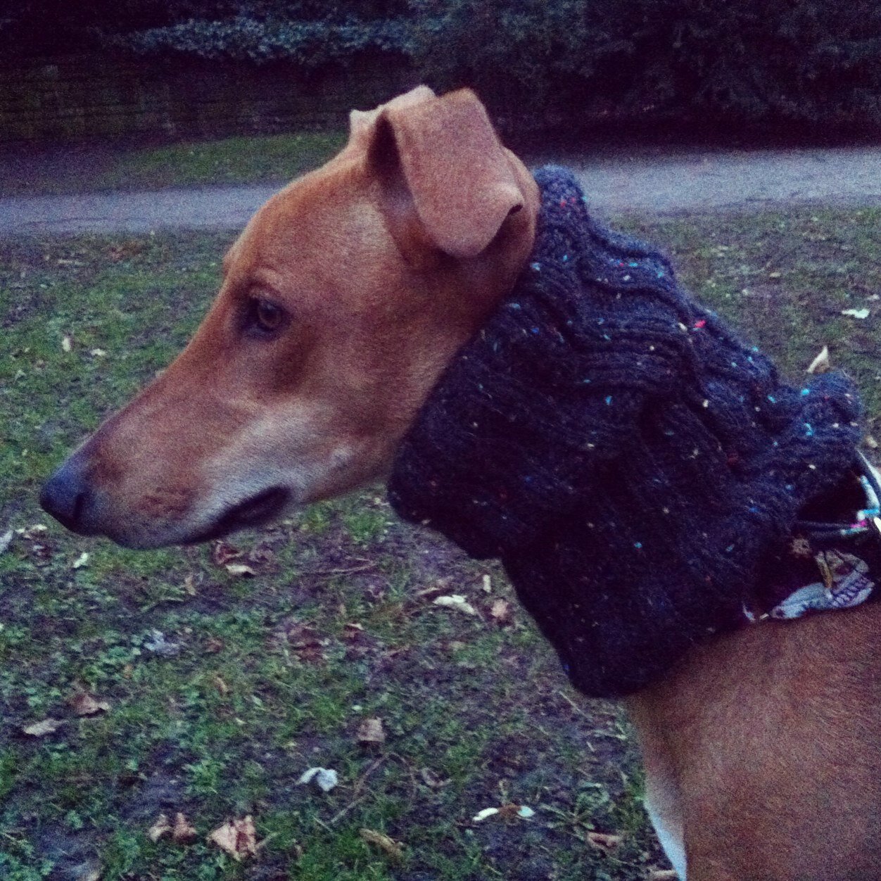 olicharol's profile picture. 