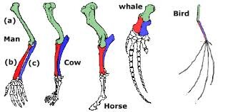 HomologousStruc's profile picture. Theresa,Caitlin,Kerry,Ashley #MHSevowar