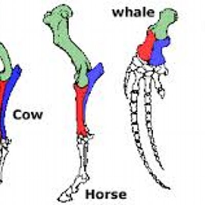 homologous structure on twitter the tiktaalik has homologous