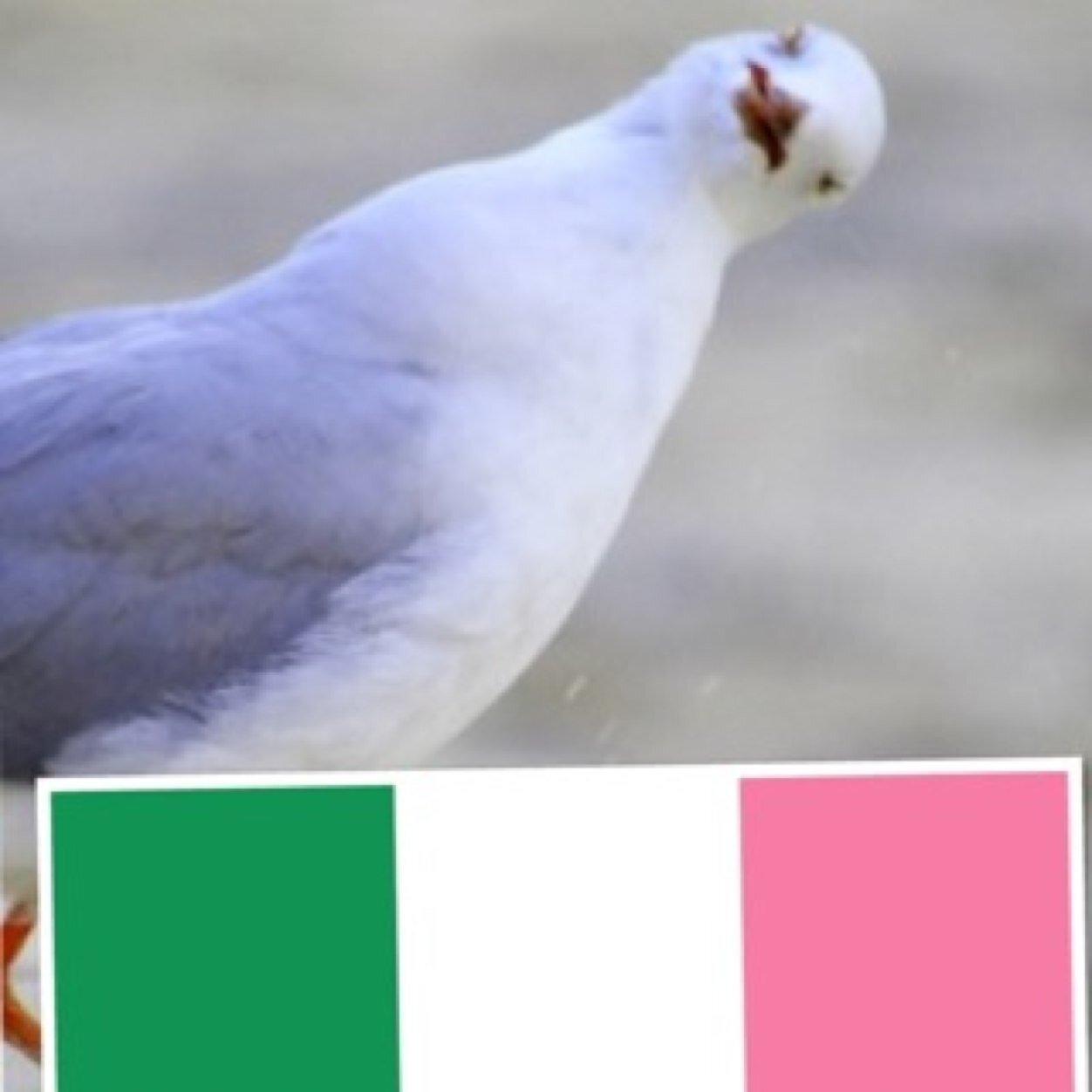 Newfieseagull's profile picture. Gull is my name and #MoreJamBy is my game! I'm Newfie Seagull, if you get offened by that I'm a Seagull From Newfoundland. I poop a fair amount.A bit politiGULL