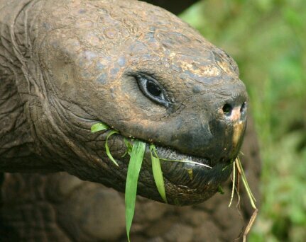 Been big pimpin since 1921.  Sea turtles are not to be trusted