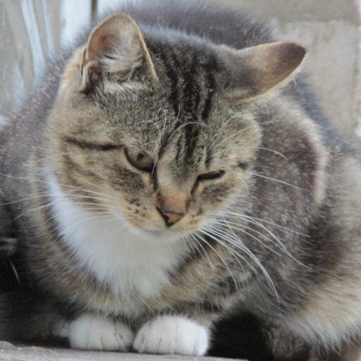 meow, meow, motherfucka