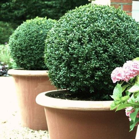 claplandscapes's profile picture. garden design and landscape construction in the London area