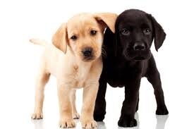 Animals, Uconn, DreamBigDoBig 
 Promise your pets you love them !!!