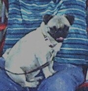 doggiebiscuits1's profile picture. We specialize in homemade dog food and gourmet dog biscuits