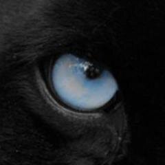 AliAdnanObaidi's profile picture. 