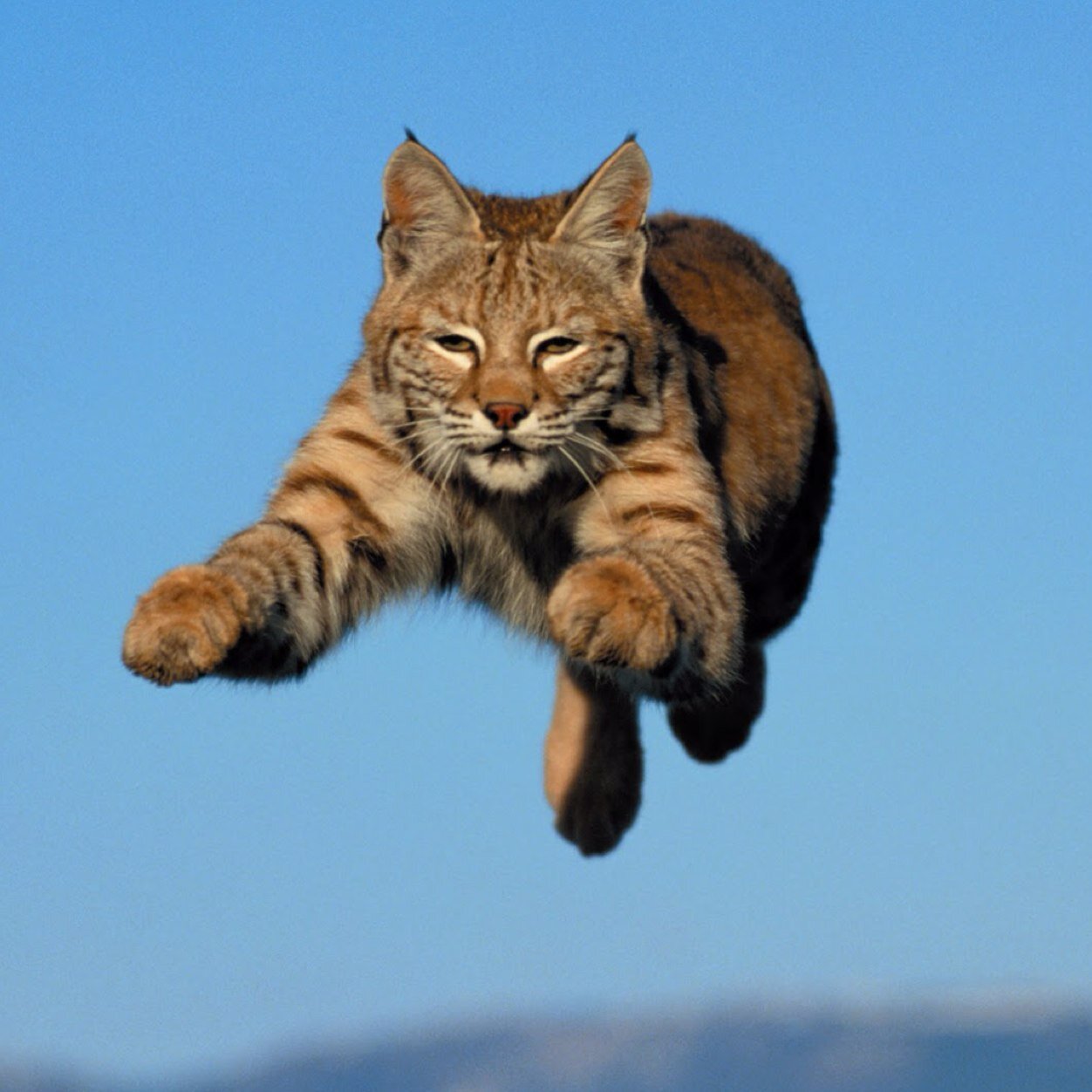 The official Twitter of the newest NFL team, the birmingham bobcats! 
Clawing into town fall 2014