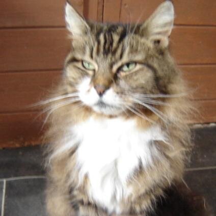 One of the most successful rehoming centres for unwanted cats and kittens in the South.

Check out our website for more information.

Rescue, don't buy!