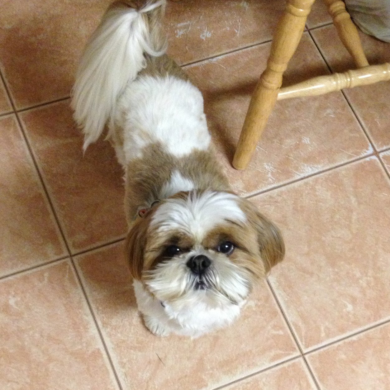 Hi guys! Its me chewy the dog. Im fluffy and lovable and love all dogs espicially shih tzus