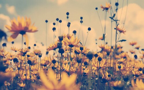 I'm honoured to show appreciation for @lets_stop_here. ~ here to spread positivity and happiness everywhere ☀