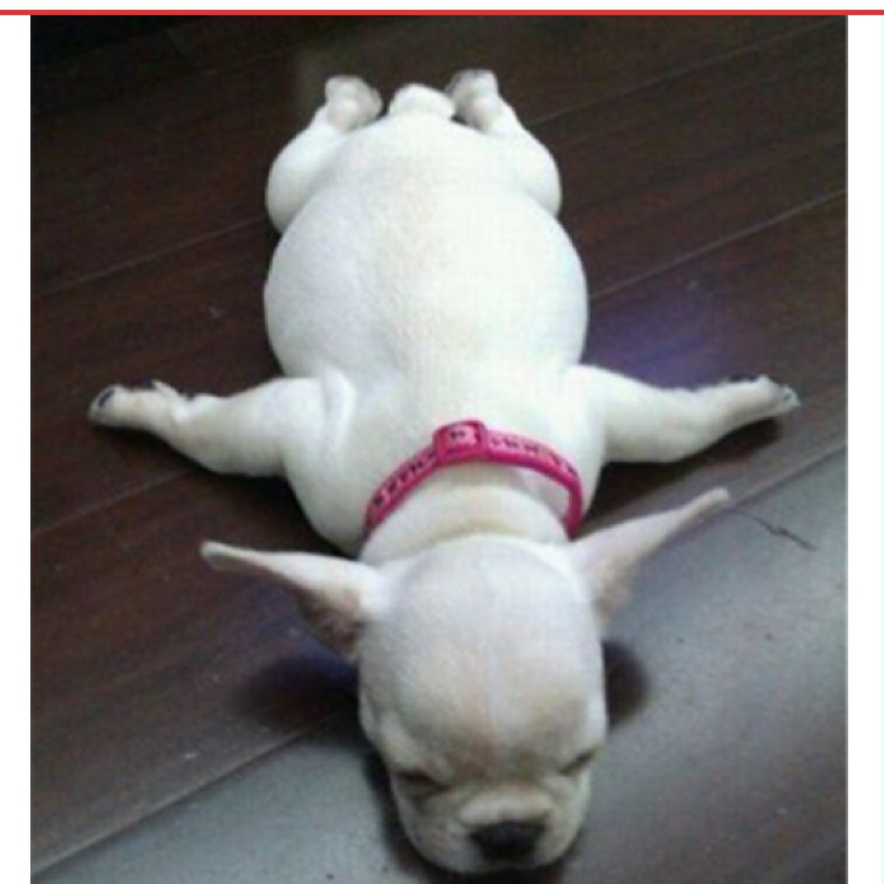 BenjiMerle's profile picture. 