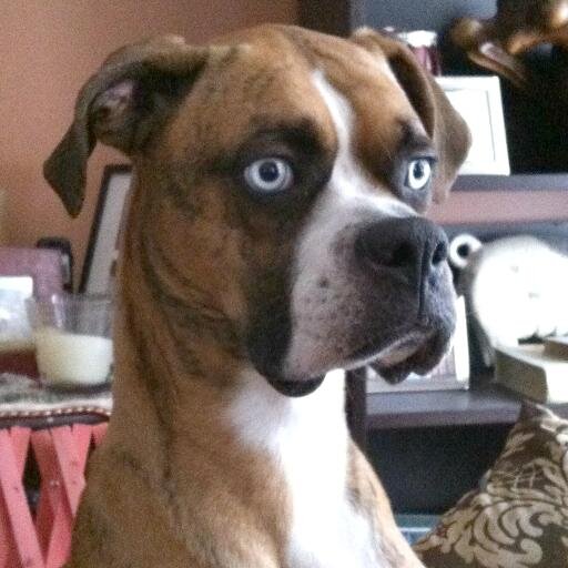 just a girl....who loves and bakes and rescues dogs and is learning about life one day at a time.