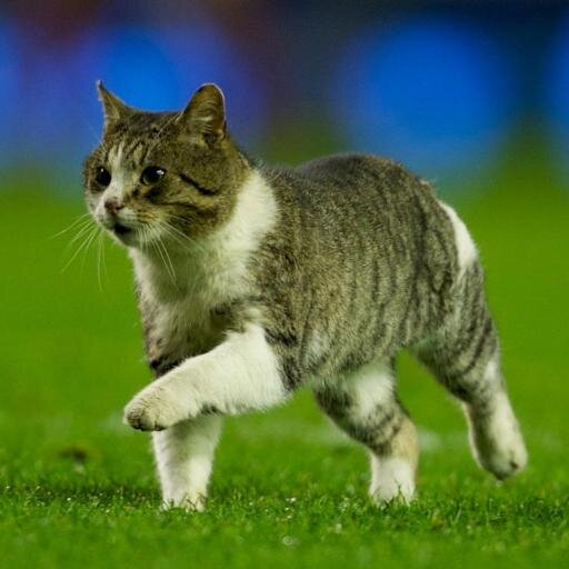 SevaAlexandre's profile picture. здоровый образ смерти