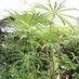 Shadyplants.com (@shadyplantscom) Twitter profile photo Shadyplants.com (@shadyplantscom) Twitter profile photo