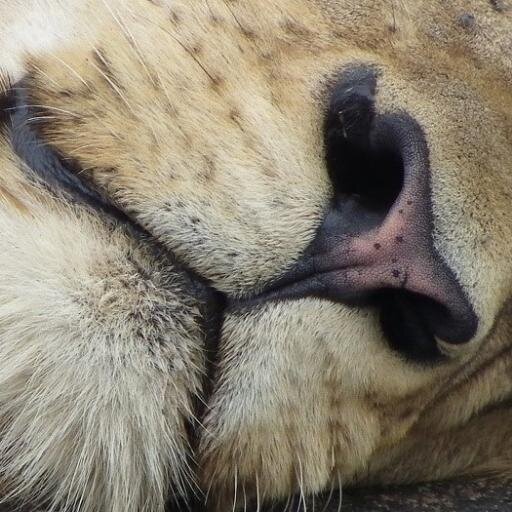Welcome to Kruger Now.
So you’re looking for a place to stay? Ooooh, that much needed holiday break!!!
