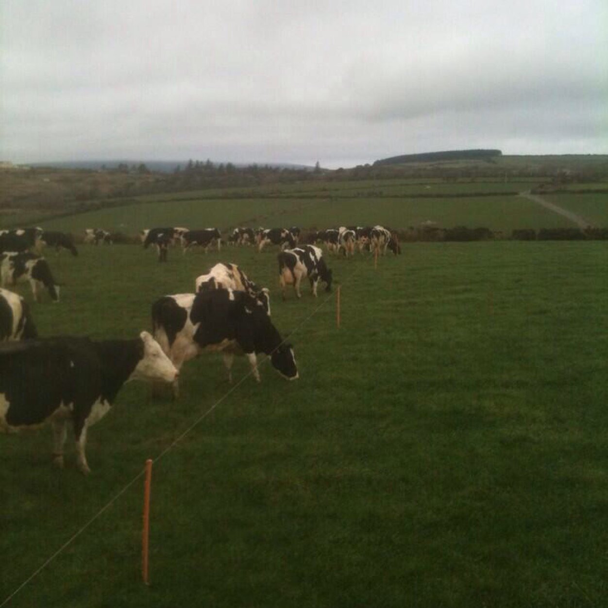 First generation dairy farmer supplying @iomcreamery Co-Op. Grass based system. Married with three great kids.