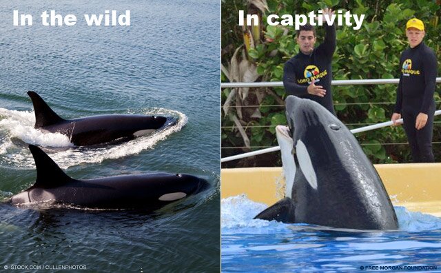 SeaWorldOfHurt's profile picture. We Are the faces and stories of Seaworld Animals. We had families, and freedom! HELP US GO HOME.  We are Not AFFILIATED WITH #seaworld #peta or #blackfish.