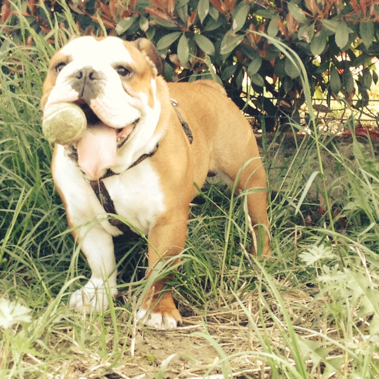 boncloude's profile picture. 