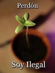 La propuesta es la legalización del autocultivo.